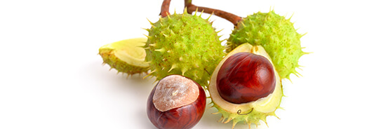 Le macérat de bourgeons de Marronnier